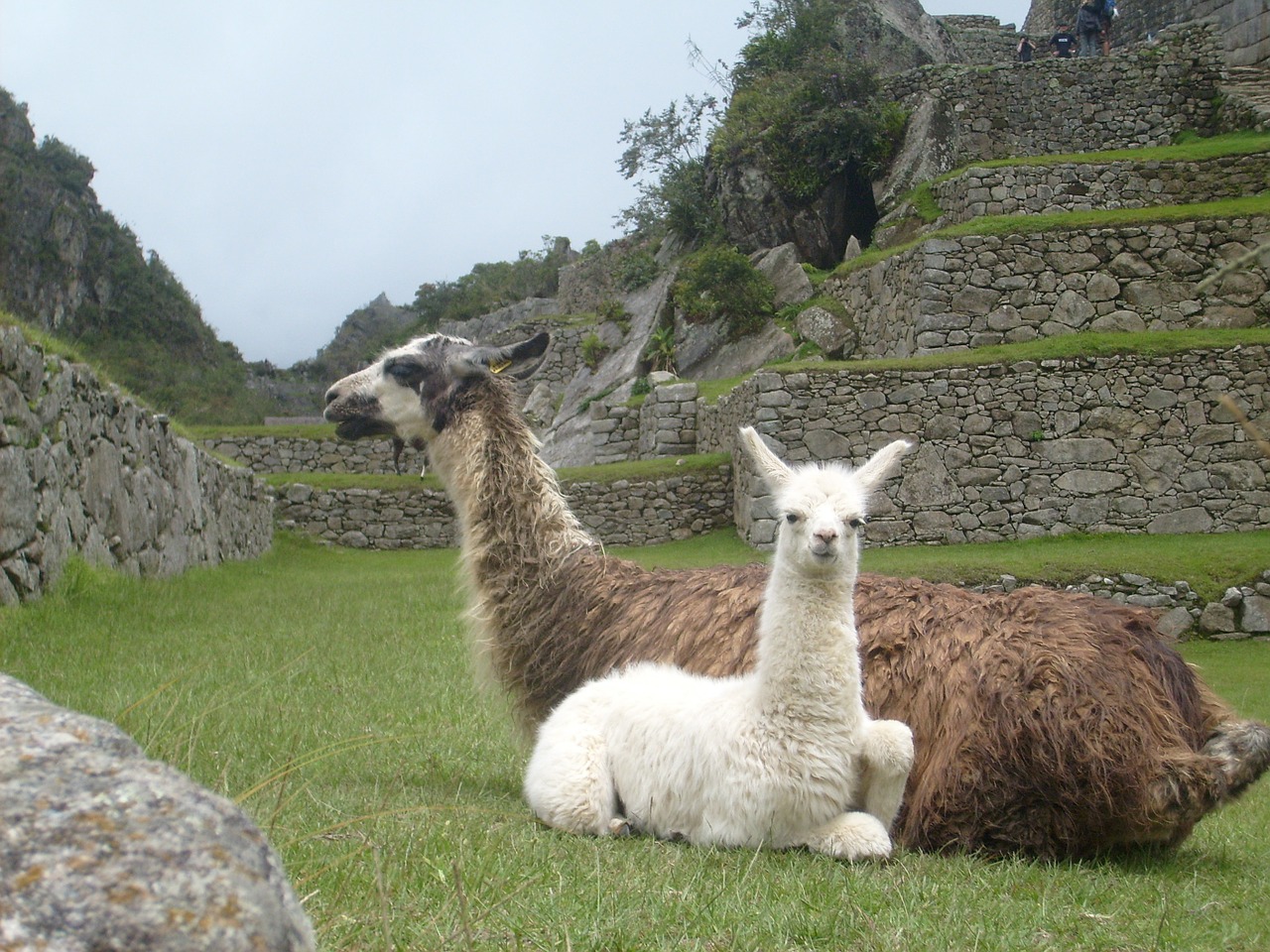 Lamas, Peru, Gyvūnai, Maču Pikču, Laukinė Gamta, Laukiniai, Zoologija, Žinduolis, Rūšis, Dykuma