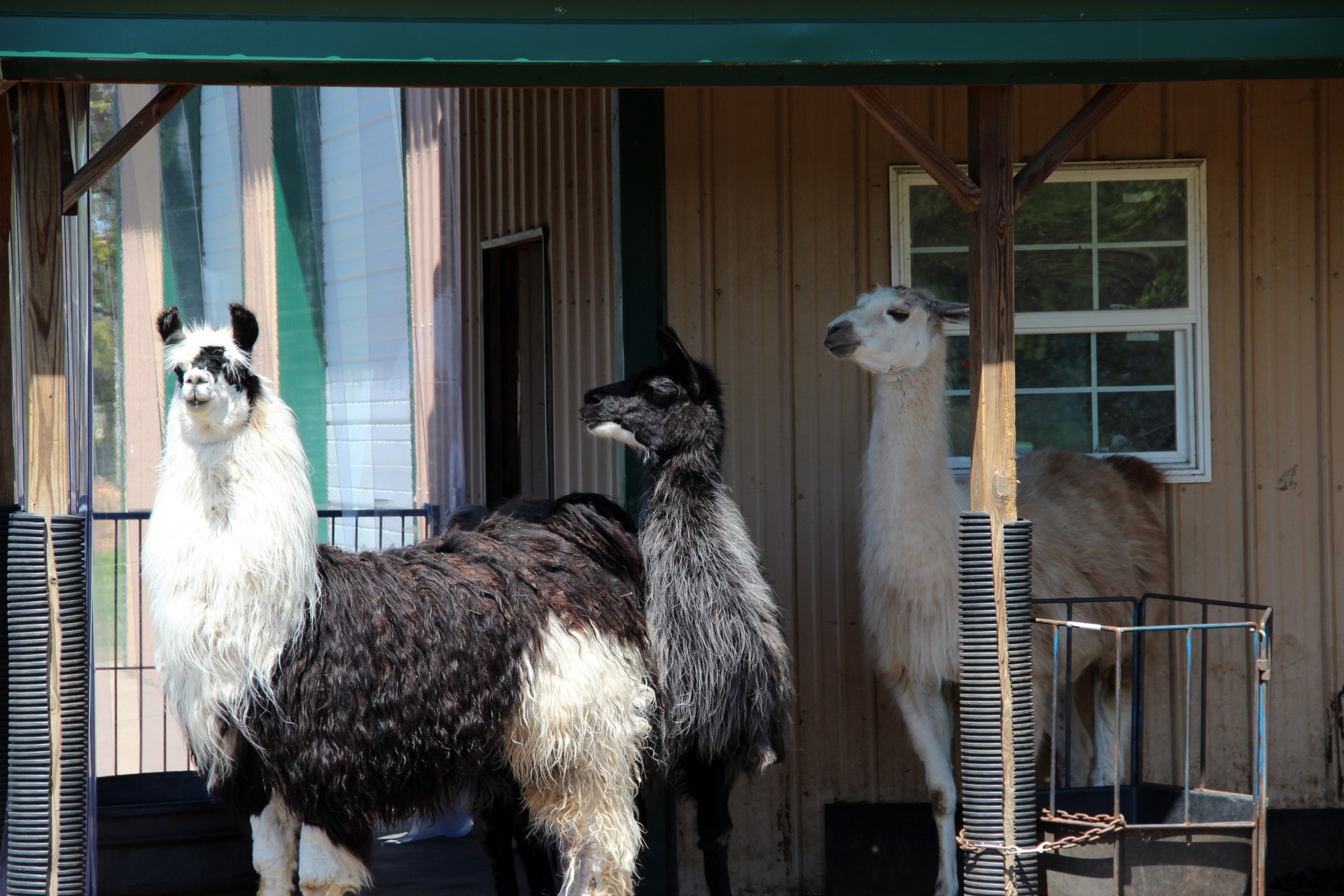 Lama,  Gyvūnai,  Ūkis,  Tvartas,  Lamas,  Lama Barnyard, Nemokamos Nuotraukos,  Nemokama Licenzija