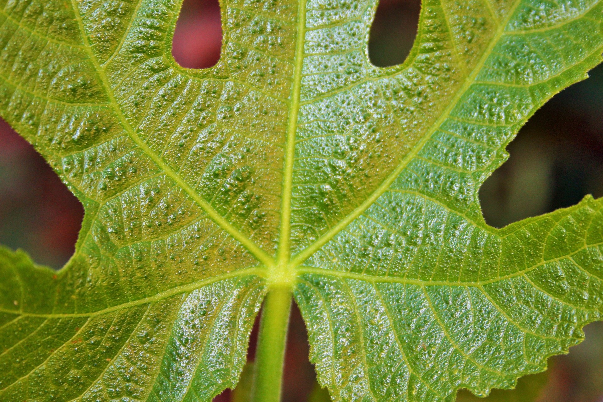 Lapai,  Lobed,  Formos,  Ranka,  Veined,  Fig.,  Lobed Figų Lapas, Nemokamos Nuotraukos,  Nemokama Licenzija