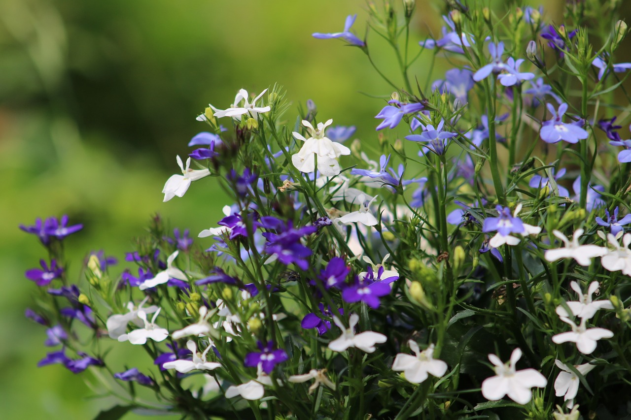 Lobelia,  Sodas,  Gėlė,  Mėlyna,  Pobūdį,  Vasara,  Dekoratyvinis Augalas,  Gėlės,  Nors,  Šviesus