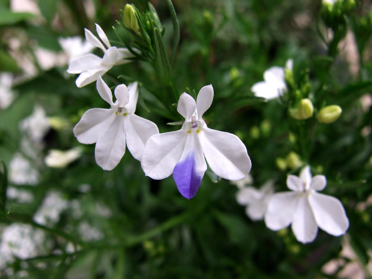 Lobelia, Gėlė, Pieva, Augalas, Gamta, Laukai, Žydi, Gėlės, Grožis, Nemokamos Nuotraukos