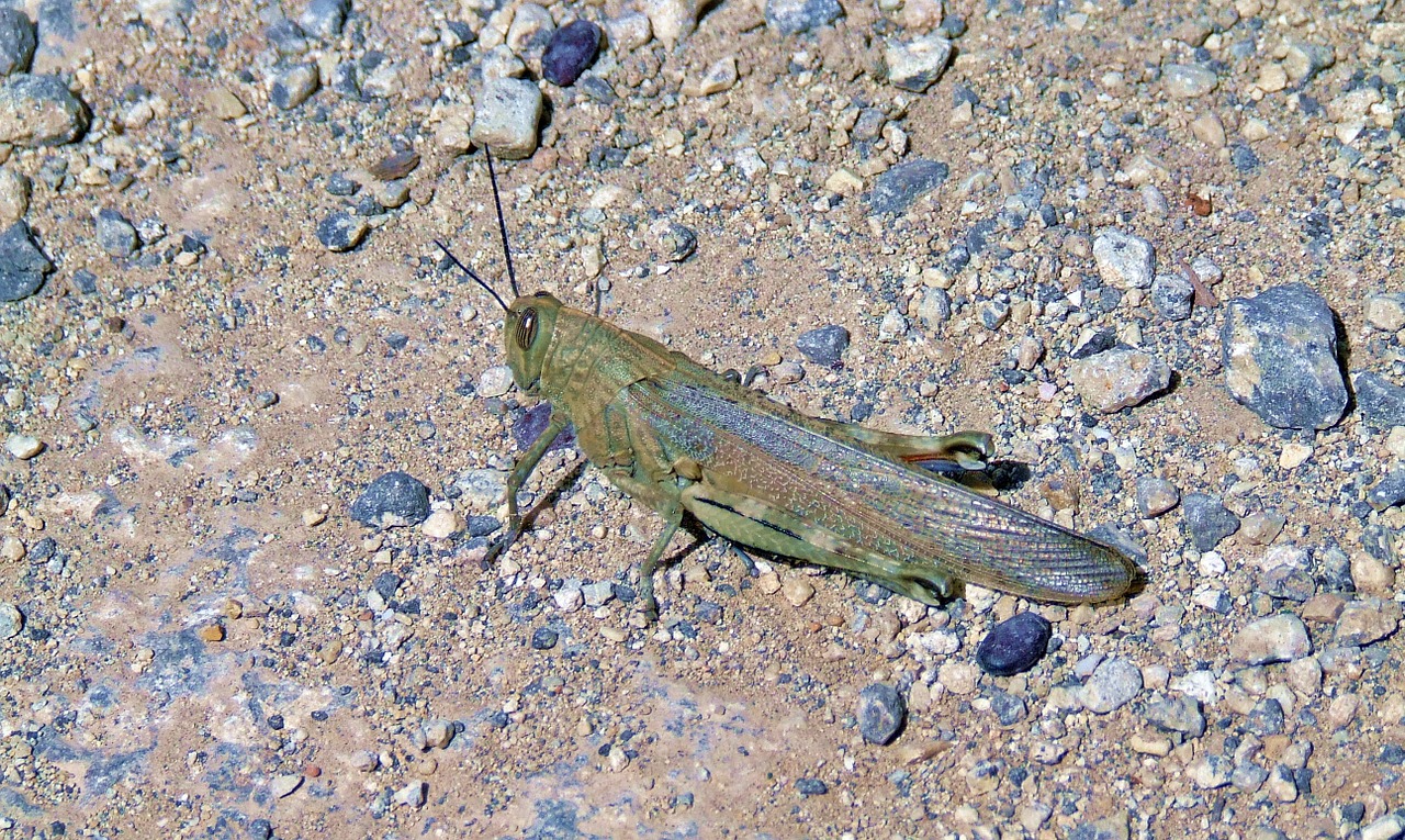 Saldžiavaisis, Vabzdys, Kenkėjas, Valgyti, Klaida, Atogrąžų, Gamta, Laukinė Gamta, Skristi, Sparnas