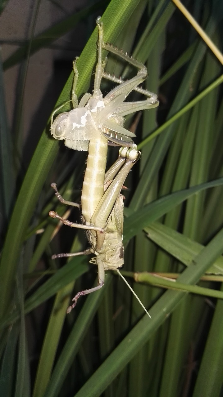 Saldžiavaisis, Sunaikinimas, Vabzdys, Eksoskeletas, Shed, Lydyti, Klaida, Cicada, Nemokamos Nuotraukos,  Nemokama Licenzija