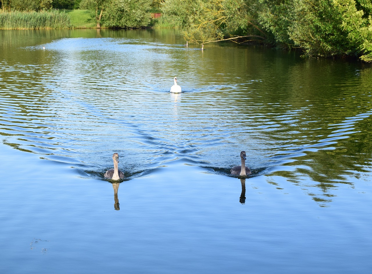 Eiti Ežeras, Milton Keynes, Gulbės, Cygnets, Ežeras, Vanduo, Gamta, Laukinė Gamta, Jaunas, Grakštus