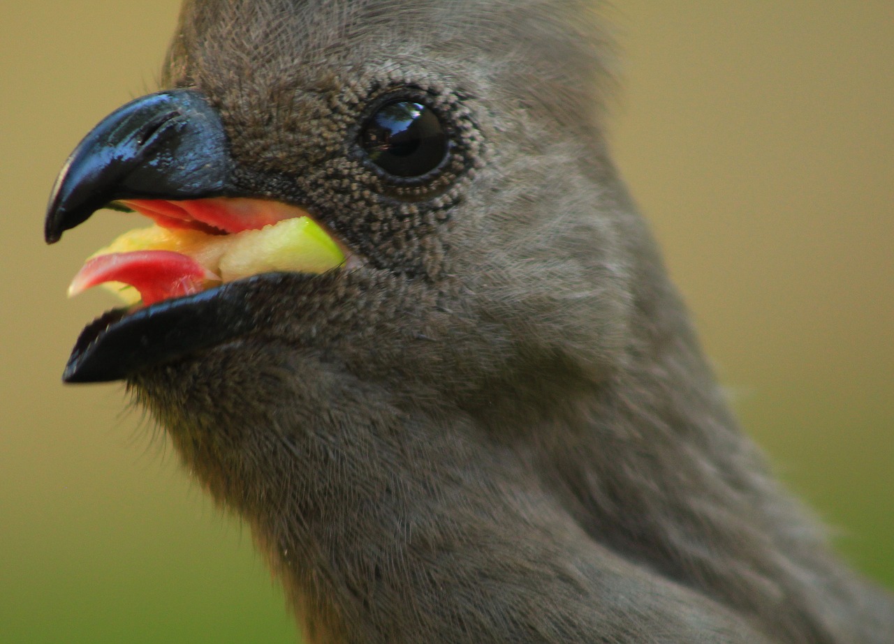 Loerie, Afrikos Paukštis, Išeiti Paukštis, Nemokamos Nuotraukos,  Nemokama Licenzija