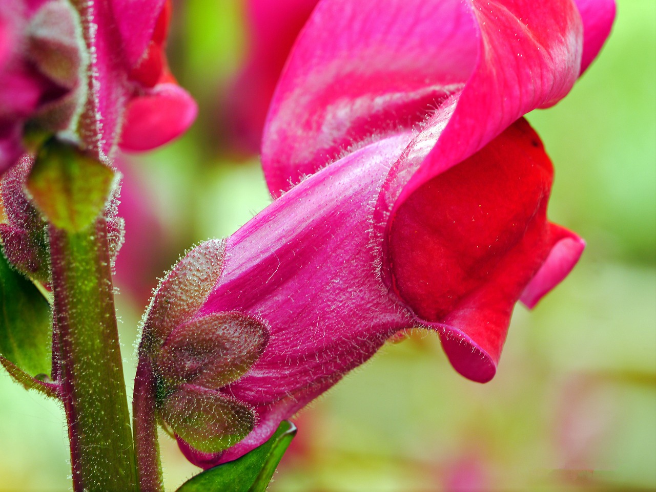 Loewenmaeulchen, Žiedas, Žydėti, Raudona, Violetinė, Antirrhinum, Antirrhinum Majus, Gėlių Sodas, Pavasario Gėlė, Uždaryti