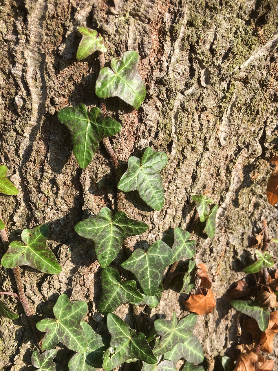 Žurnalas, Senas Medis, Gnarled, Ivy Gamta, Žievė, Nemokamos Nuotraukos,  Nemokama Licenzija