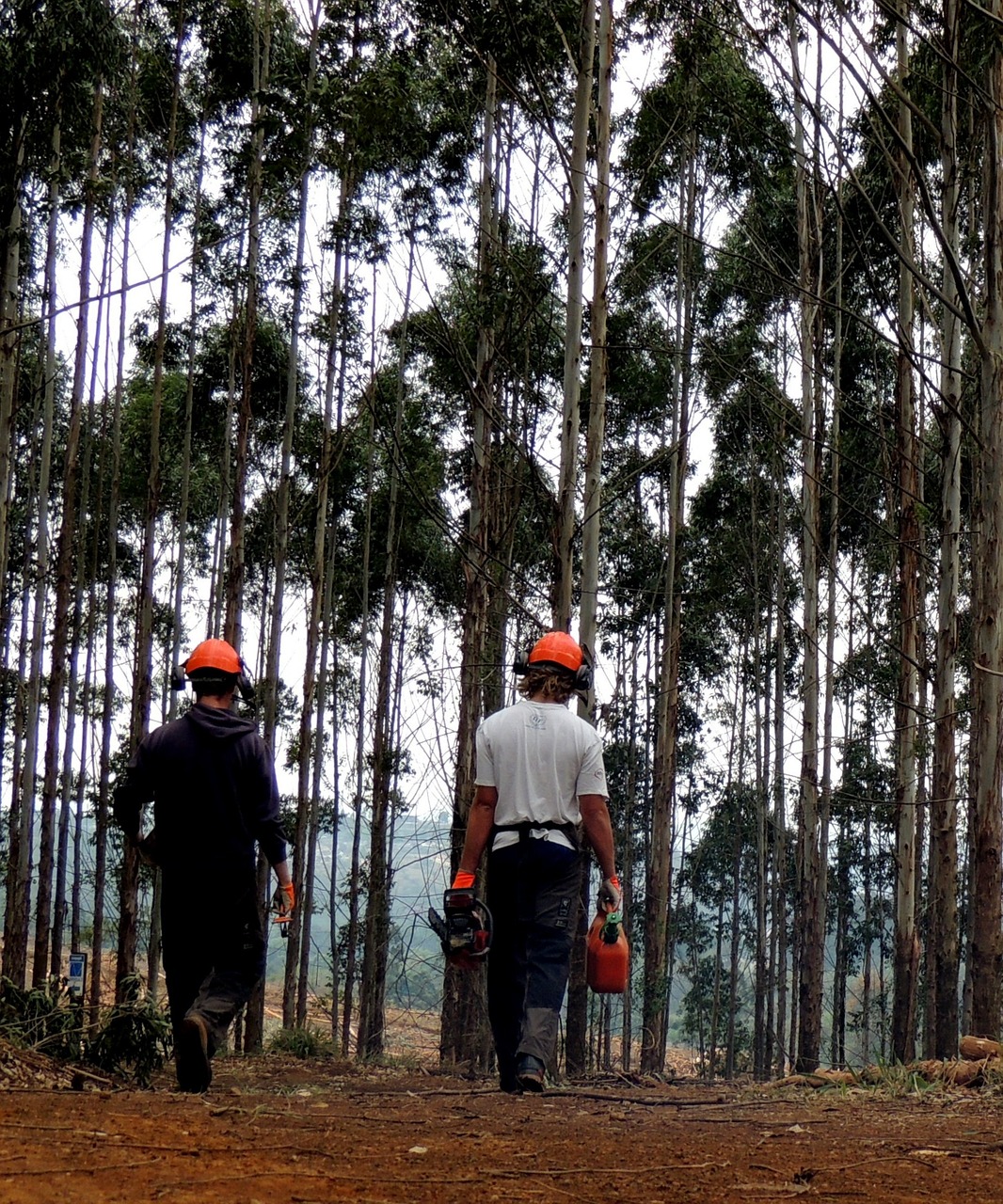 Medienos Ruošiniai, Grandininiai Pjūklai, Įranga, Lumberjack, Lauke, Nemokamos Nuotraukos,  Nemokama Licenzija