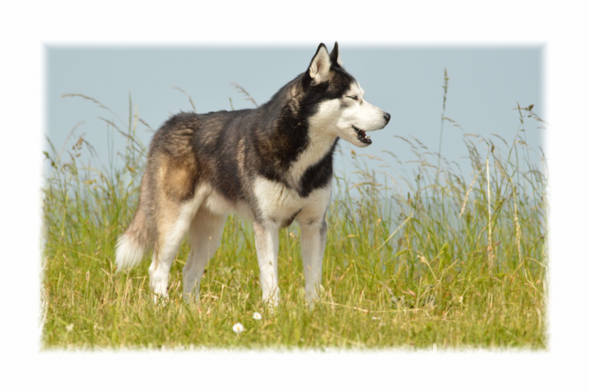 E-Kortelė,  Šuo,  Naminis Gyvūnėlis,  Husky,  Loki,  Denmark,  Holland,  Modelis,  Lauke,  Išnaudota