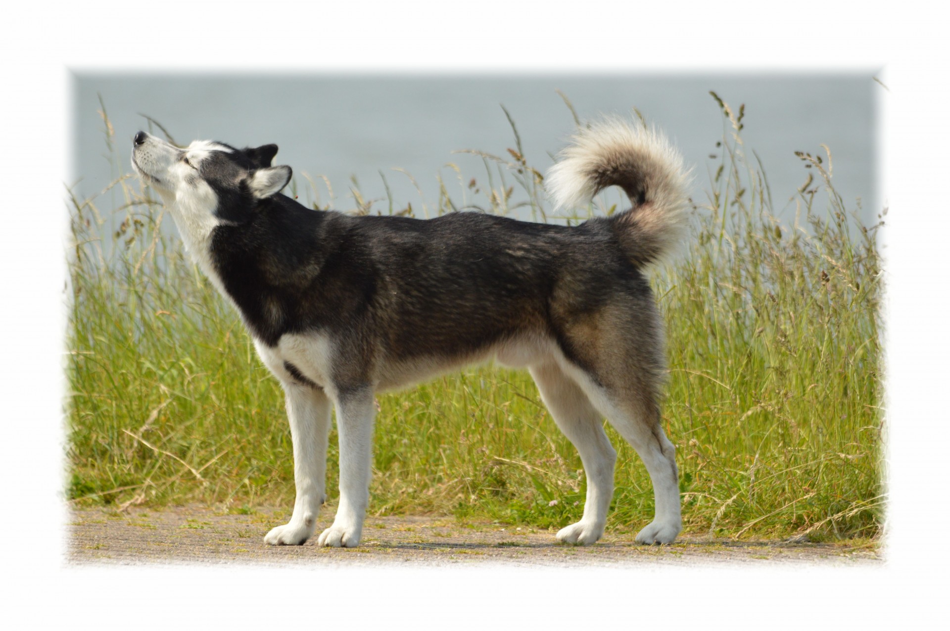 E-Kortelė,  Šuo,  Naminis Gyvūnėlis,  Husky,  Loki,  Denmark,  Holland,  Modelis,  Lauke,  Išnaudota