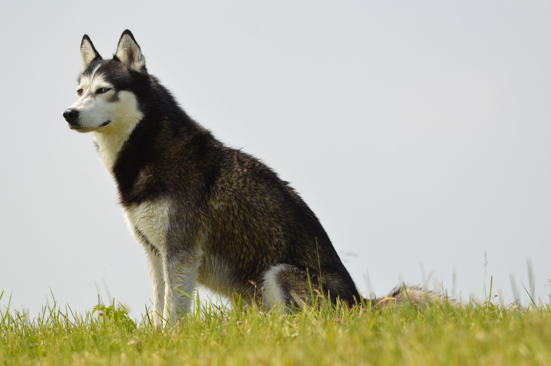 E-Kortelė,  Šuo,  Naminis Gyvūnėlis,  Husky,  Loki,  Denmark,  Holland,  Modelis,  Lauke,  Išnaudota