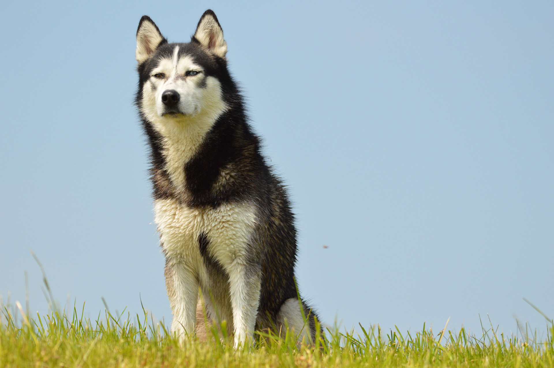 E-Kortelė,  Šuo,  Naminis Gyvūnėlis,  Husky,  Loki,  Denmark,  Holland,  Modelis,  Lauke,  Išnaudota