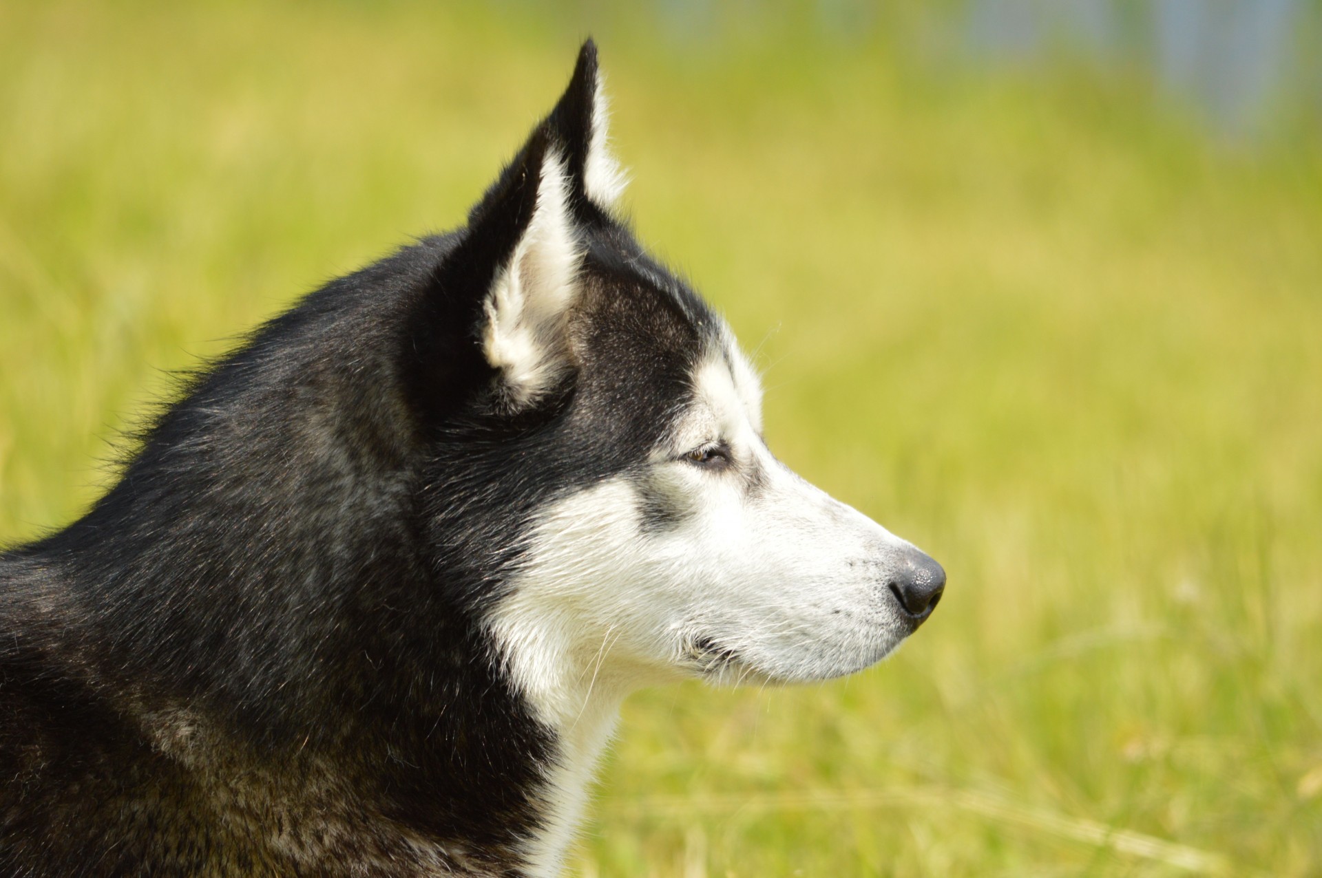 E-Kortelė,  Šuo,  Naminis Gyvūnėlis,  Husky,  Loki,  Denmark,  Holland,  Modelis,  Lauke,  Išnaudota