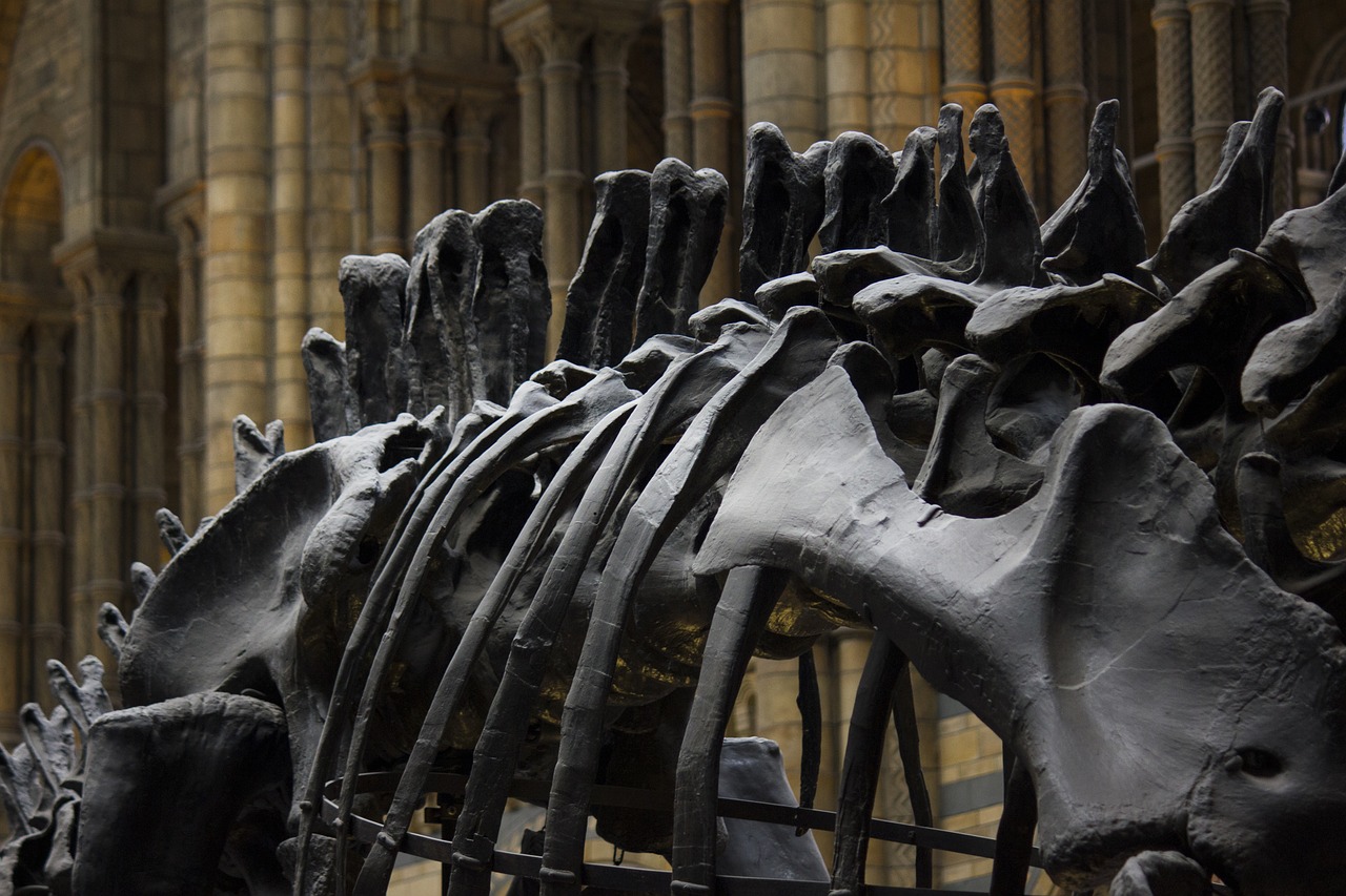 Londonas, Muziejus, Istorija, Dinozauras, Naturalus Istorijos Muziejus, Kaulai, Nemokamos Nuotraukos,  Nemokama Licenzija