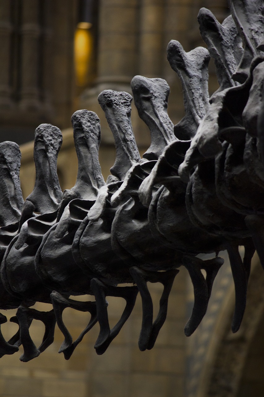 Londonas, Muziejus, Istorija, Dinozauras, Naturalus Istorijos Muziejus, Kaulai, Nemokamos Nuotraukos,  Nemokama Licenzija