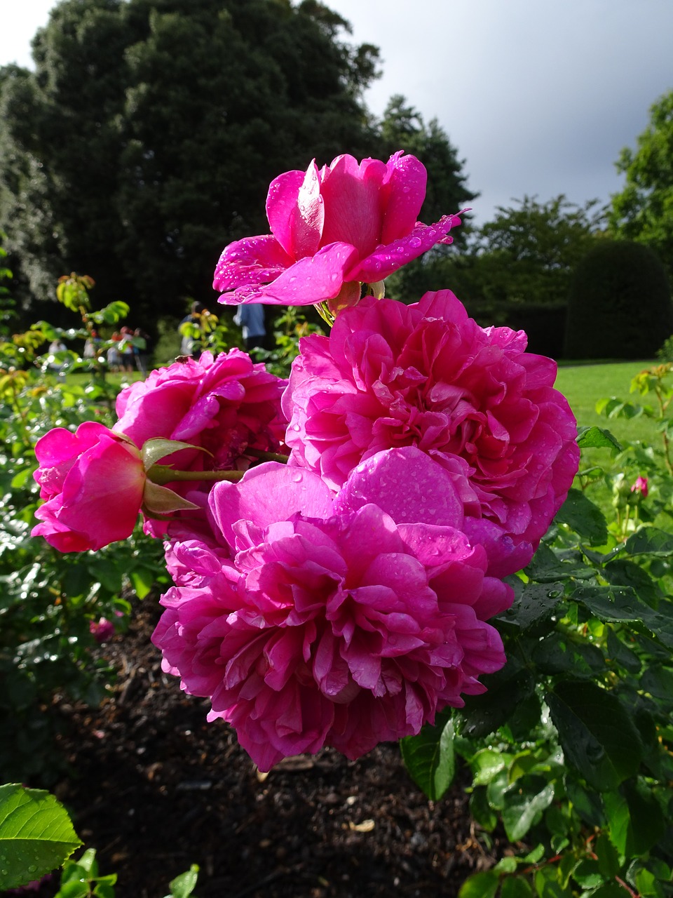Londonas, Kew Sodai, Gėlės, Rožė, Nemokamos Nuotraukos,  Nemokama Licenzija
