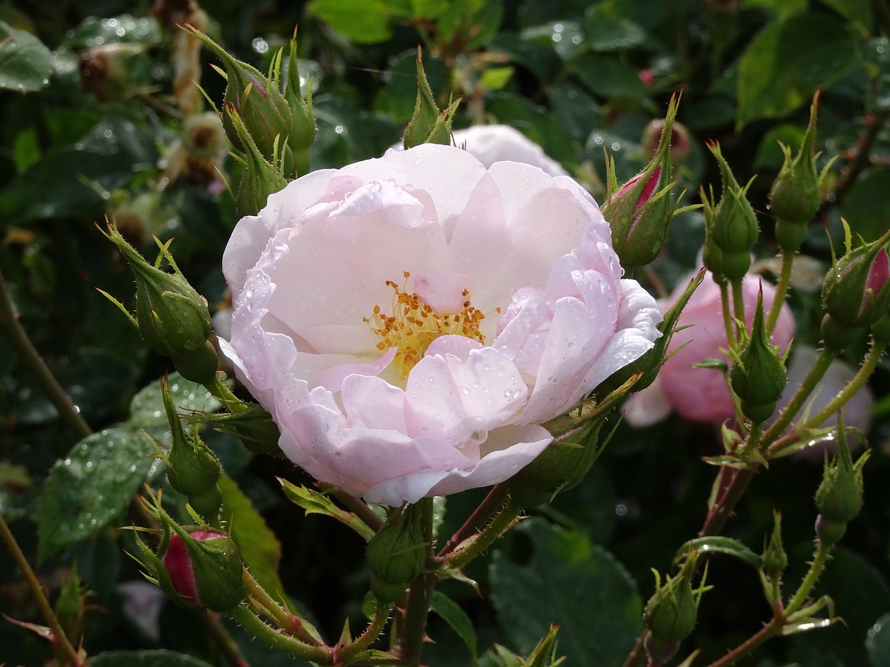 Londonas, Kew Sodai, Gėlės, Rožė, Nemokamos Nuotraukos,  Nemokama Licenzija