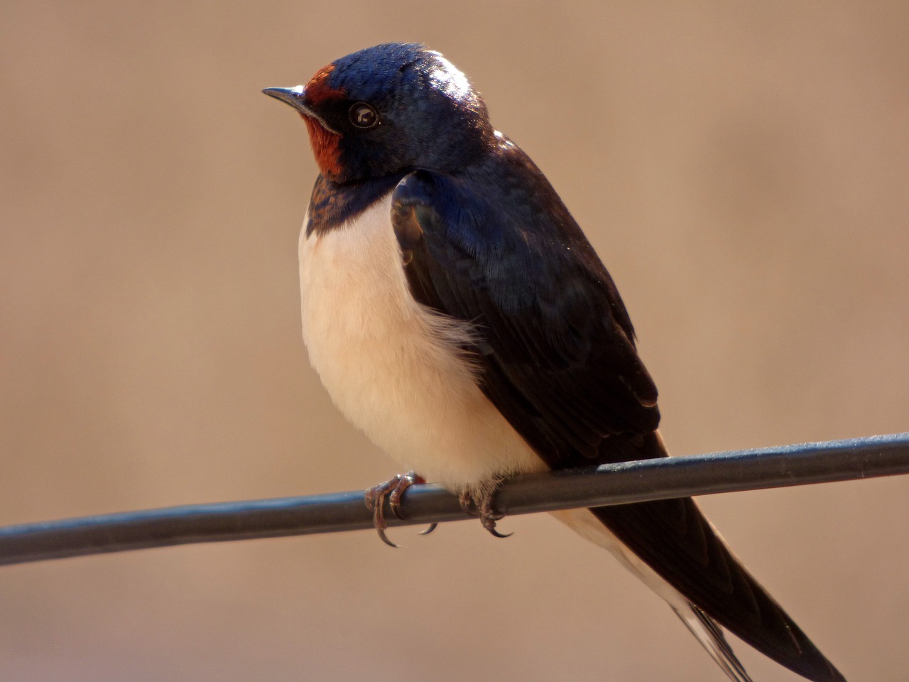 Londrina, Oreneta, Hirundo, Hirundo Rustica, Kabelis, Pavasaris, Nemokamos Nuotraukos,  Nemokama Licenzija