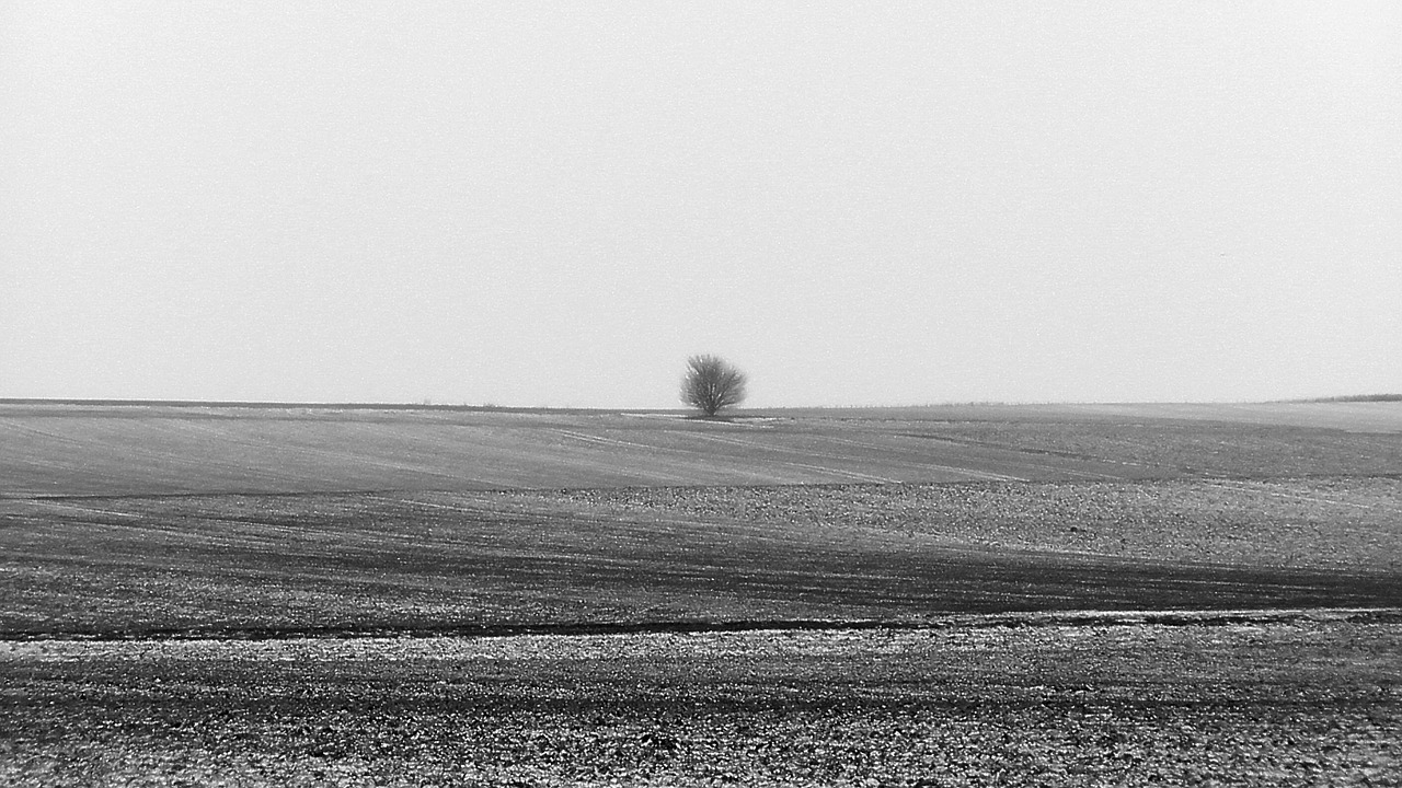 Vienatvė, Vienišas, Medis, Winterlandschft, Nuotaika, Būti Vienam, Vis Dar, Atmosfera, Nemokamos Nuotraukos,  Nemokama Licenzija