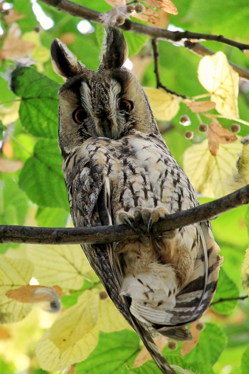 Ilgapelkė Pelėda, Pelėdos, Paukštis, Laukinis Paukštis, Laukinės Gamtos Fotografija, Plunksna, Raptoras, Nemokamos Nuotraukos,  Nemokama Licenzija