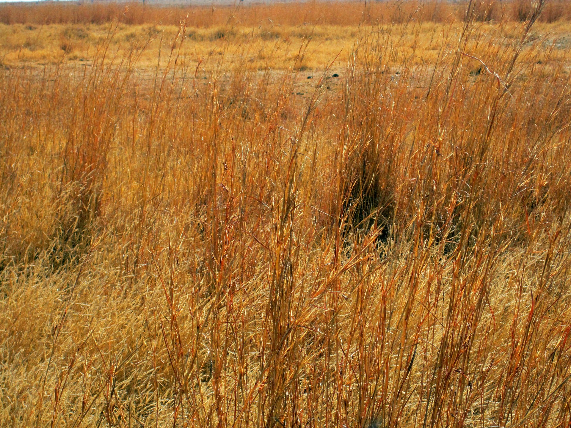 Veld,  Žolė,  Sausas,  Ilgai,  Ilga Žolė Veld, Nemokamos Nuotraukos,  Nemokama Licenzija