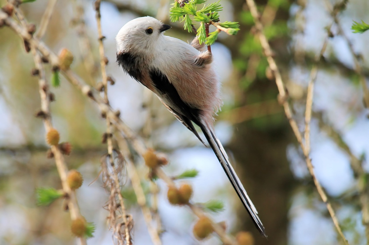 Ilgai Tailed Zylė,  Songbird,  Pobūdį,  Medis,  Paukštis,  Gyvūnijos Pasaulyje, Nemokamos Nuotraukos,  Nemokama Licenzija