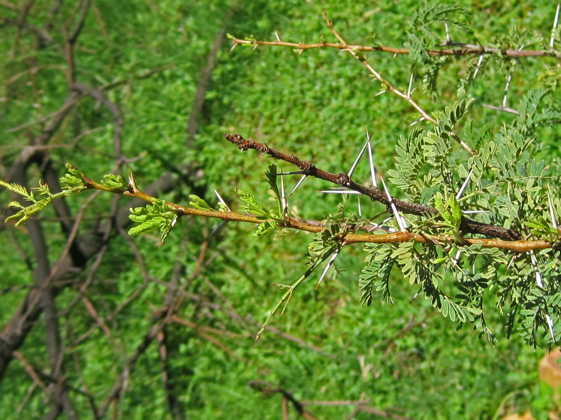 Medis,  Filialas,  Lapai,  Erškėčių,  Ilgai,  Balta,  Aštrus,  Acacia,  Ilgi Baltieji Erškėčiai Ant Akacijos, Nemokamos Nuotraukos