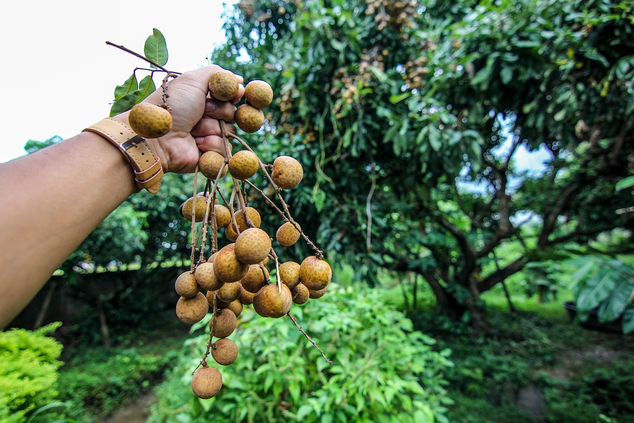 Longan, Vaisiai, Sodas, Rankos, Nemokamos Nuotraukos,  Nemokama Licenzija