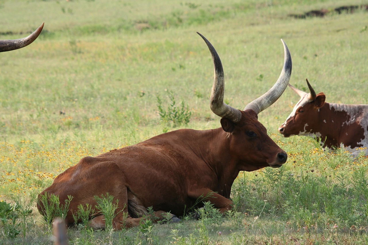 Longhorn, Karvė, Oklahoma, Žemdirbystė, Gyvuliai, Žolė, Ganykla, Ranča, Galvijai, Jautiena