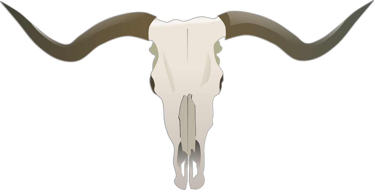 Longhorn, Jautiena, Kaulai, Bulius, Kaukolė, Buivolai, Ragai, Antlers, Trofėjus, Šalis