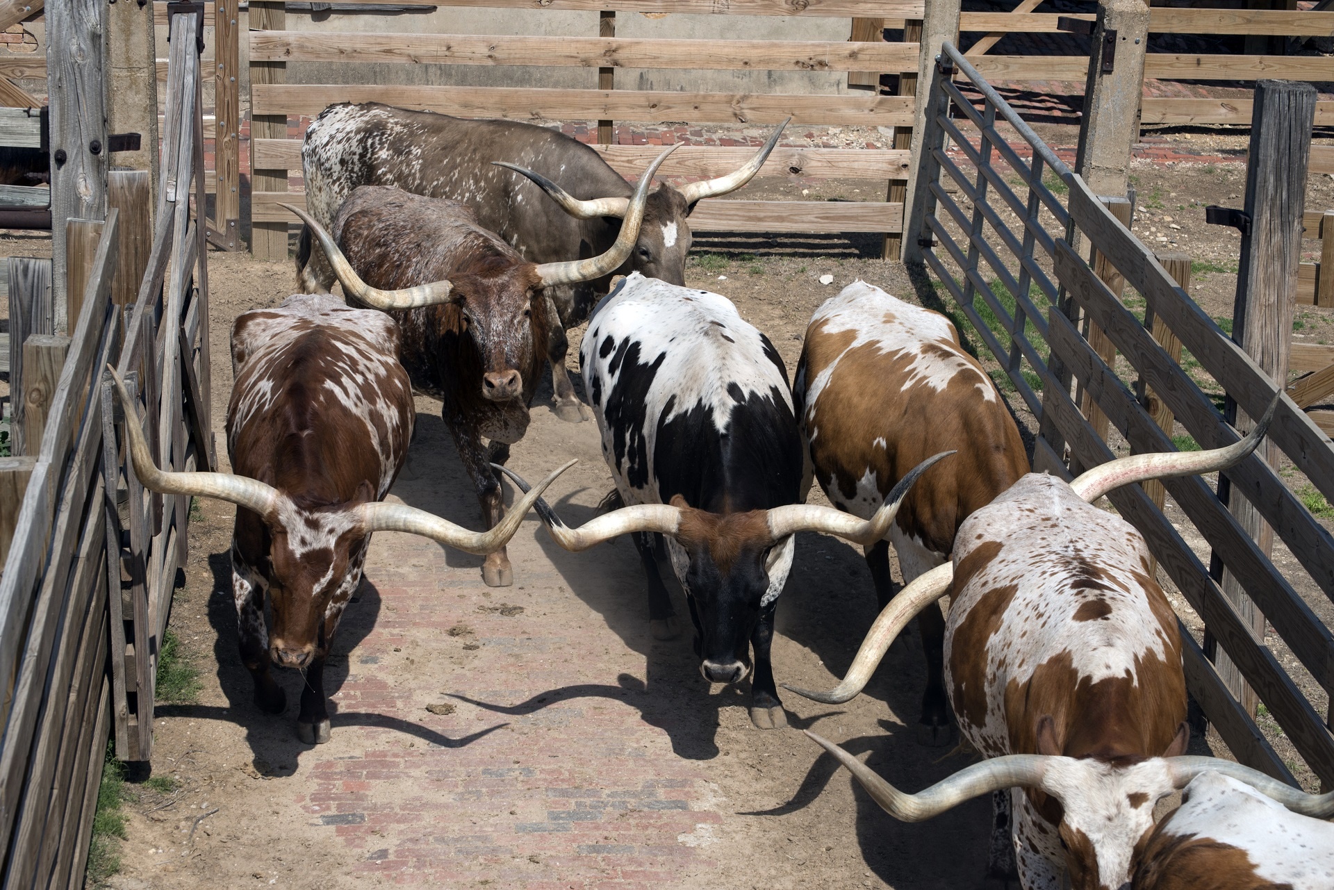 Longhorn,  Galvijai,  Karvės,  Kaubojus,  Senas & Nbsp,  Į Vakarus,  Vakarų,  Sandėliuose,  Fortas & Nbsp,  Vertas