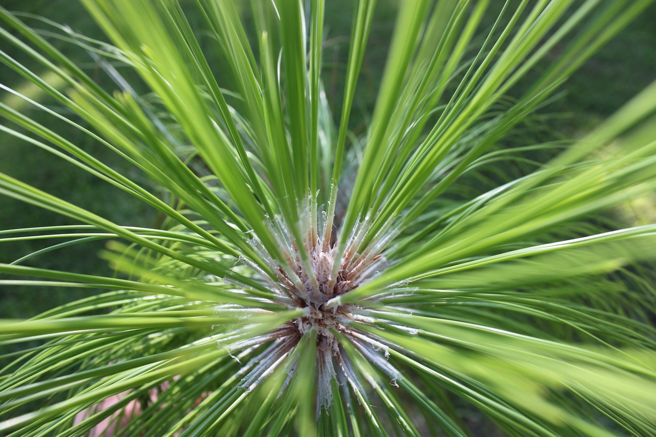 Lapuočių Pušis, Pušis, Longleaf, Miškas, Natūralus, Spygliuočių, Ekologija, Buveinė, Išsaugojimas, Nemokamos Nuotraukos