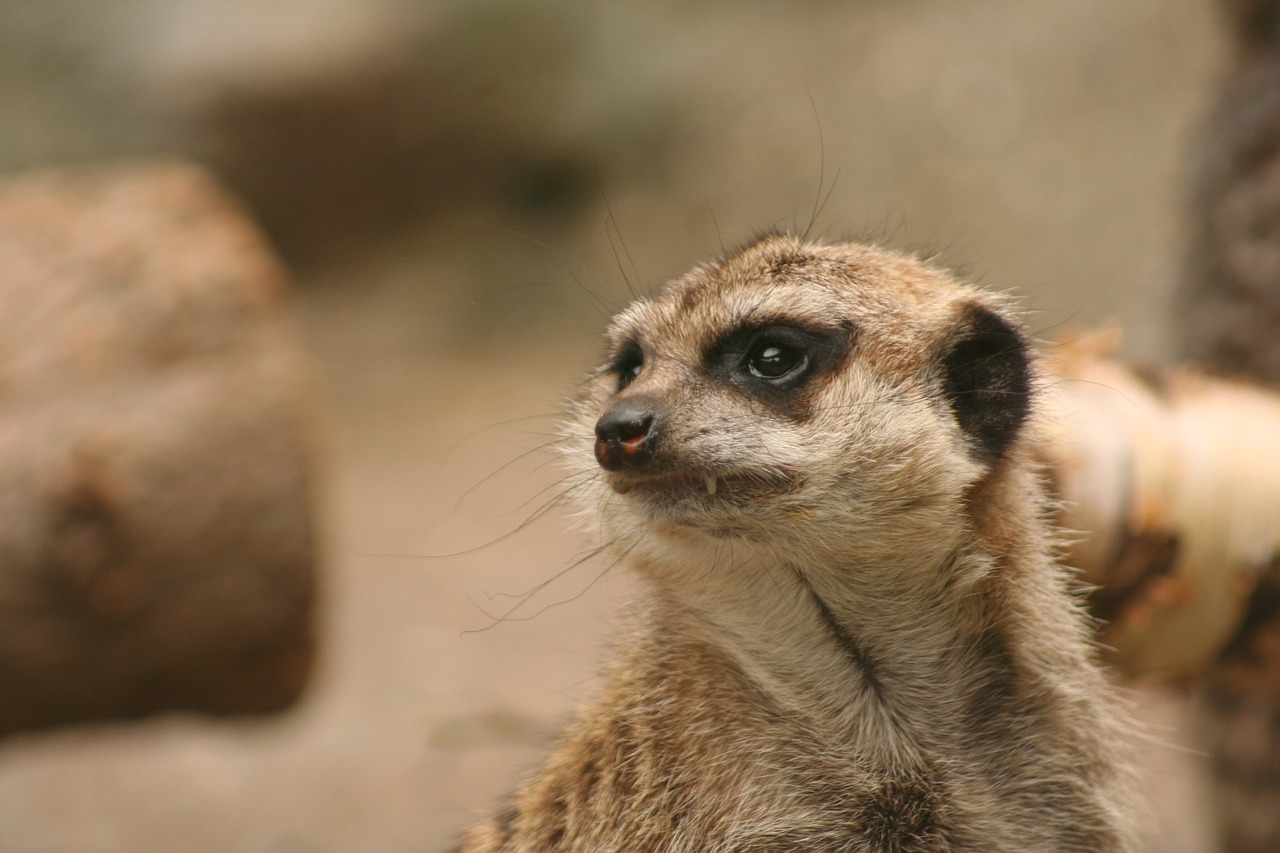 Žiūri, Zoologijos Sodas, Žinduolis, Meerkat, Nemokamos Nuotraukos,  Nemokama Licenzija