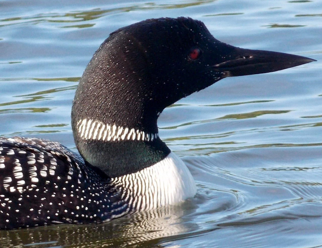 Loon, Paukštis, Gamta, Ežeras, Juoda, Balta, Vasara, Plaukti, Vandens Paukščiai, Kanada