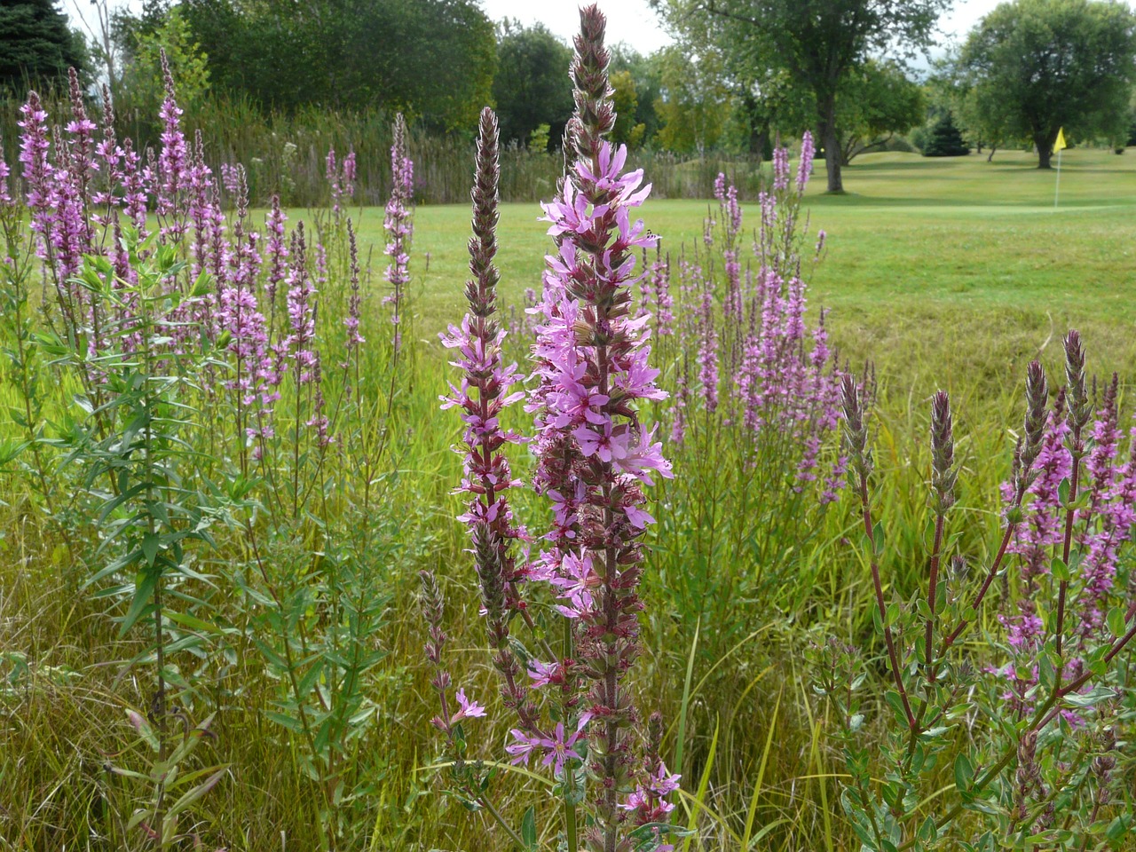 Laisvojantieji,  Violetinė,  Flora,  Gėlė,  Augalas,  Gamta,  Vasara,  Invazinis,  Kanada,  Ontarijas