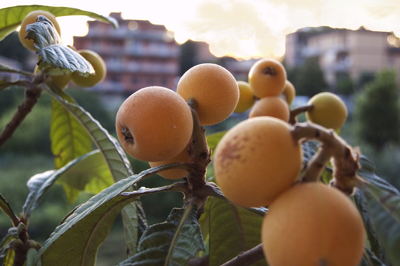 Loquats, Vaisiai, Gamta, Nemokamos Nuotraukos,  Nemokama Licenzija