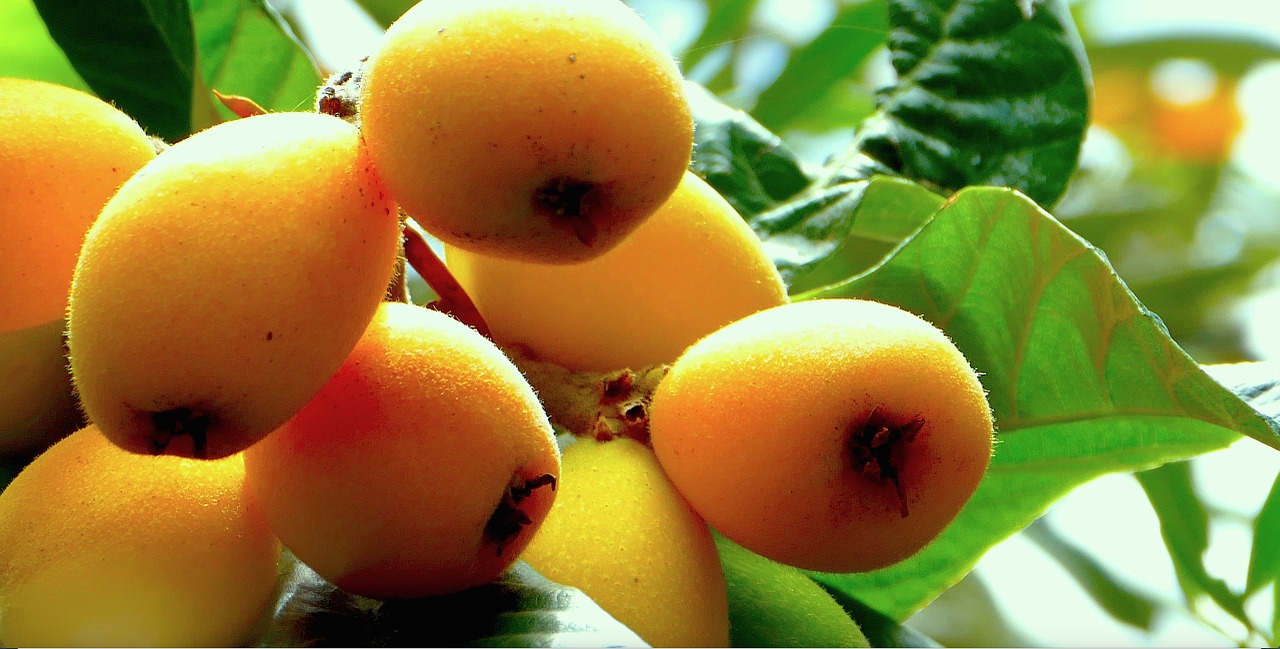 Loquats, Vaisiai, Sicilija, Gamta, Nemokamos Nuotraukos,  Nemokama Licenzija