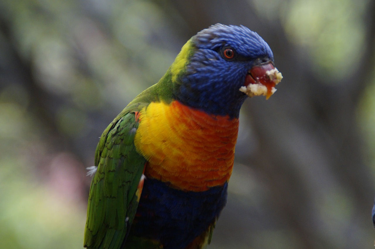 Lori, Valgyti, Loro Parkas, Zoologijos Sodas, Paukščių Aviary, Maistas, Paukščiai, Papūgos, Papūga, Kalnų Lorikeetė