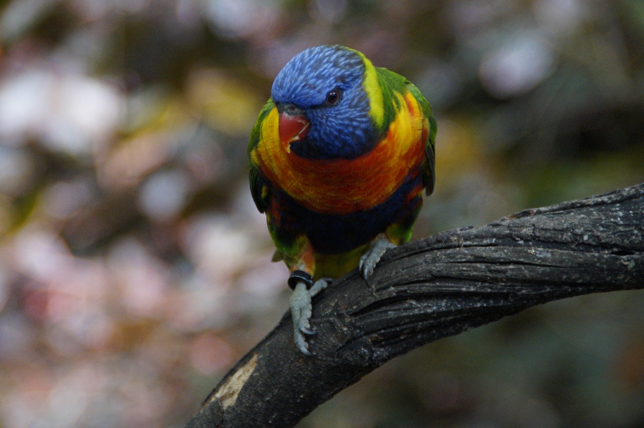 Lori, Loro Parkas, Zoologijos Sodas, Paukščių Aviary, Maistas, Paukščiai, Papūgos, Papūga, Kalnų Lorikeetė, Parakeet