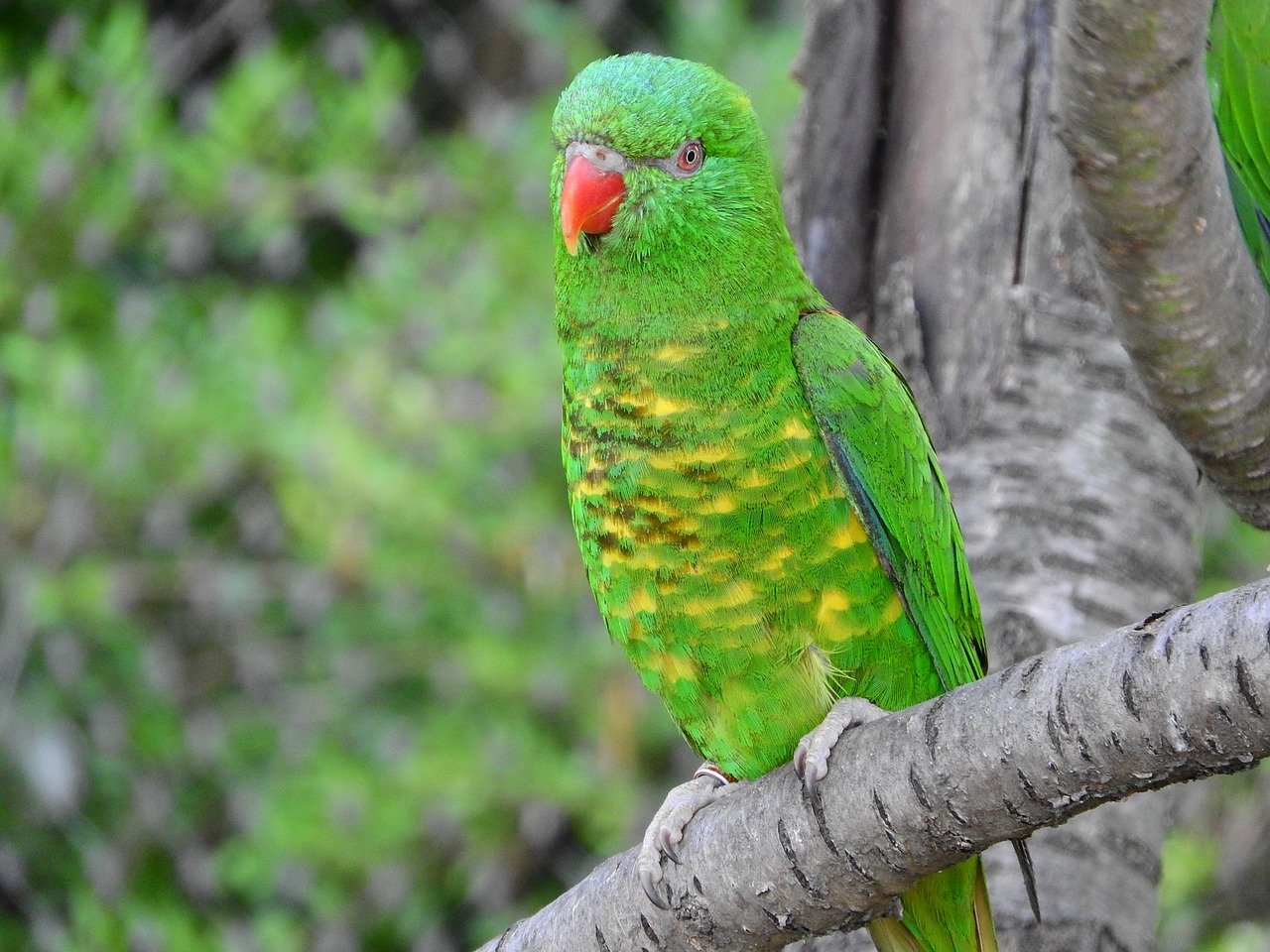 Lori Žlutoskvrnný, Trichoglossus Chlorolepidotus, Lori, Papūga, Žalia Paukštis, Nemokamos Nuotraukos,  Nemokama Licenzija