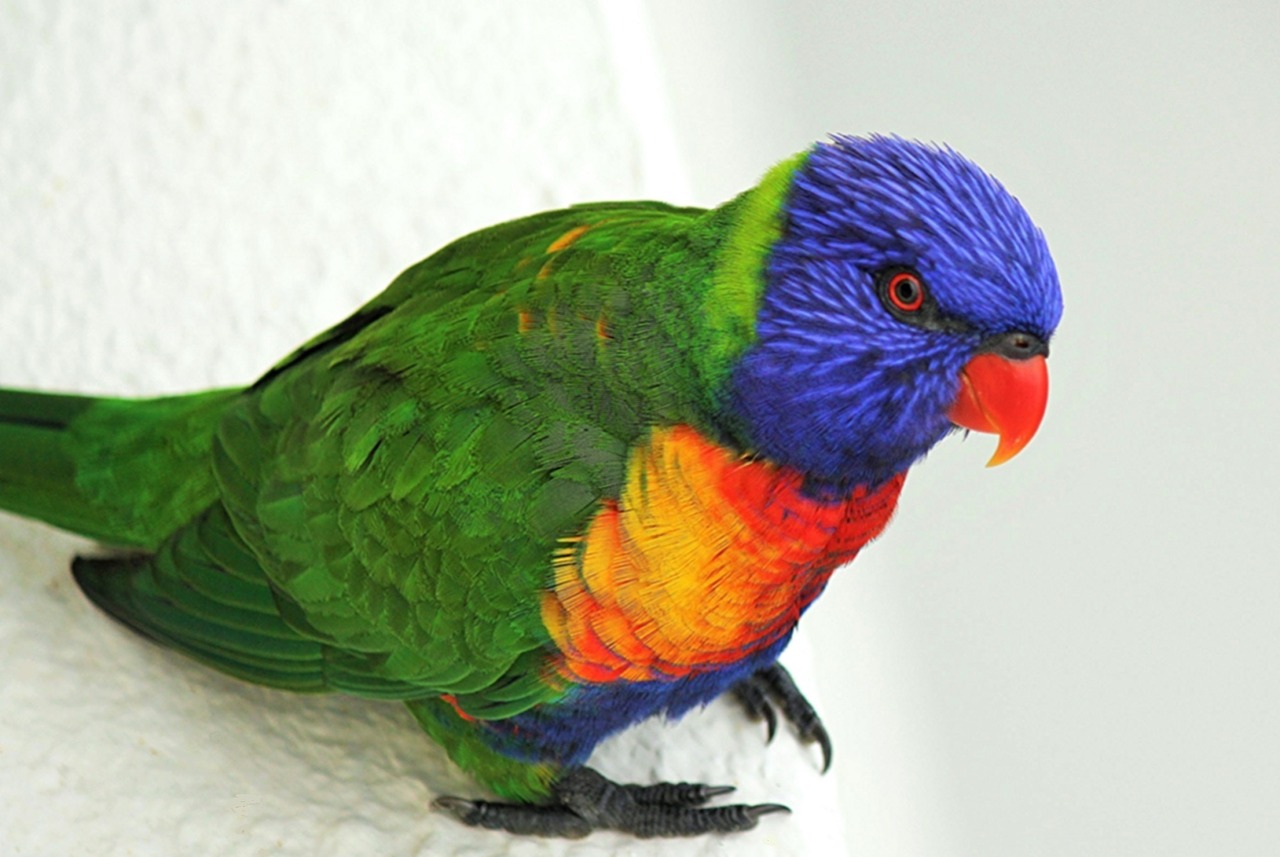 Lorikeet, Paukštis, Spalvinga, Australia, Žalias, Laukinė Gamta, Gamta, Mėlynas, Geltona, Vaivorykštė