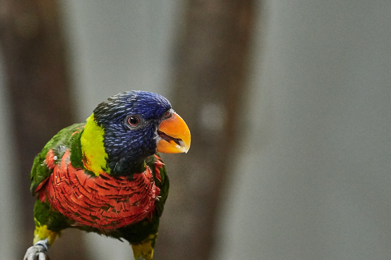 Nedidelis Papūga,  Parrot,  Nauja Perlinės,  Lori,  Paukštis,  Gyvūnijos Pasaulyje, Nemokamos Nuotraukos,  Nemokama Licenzija