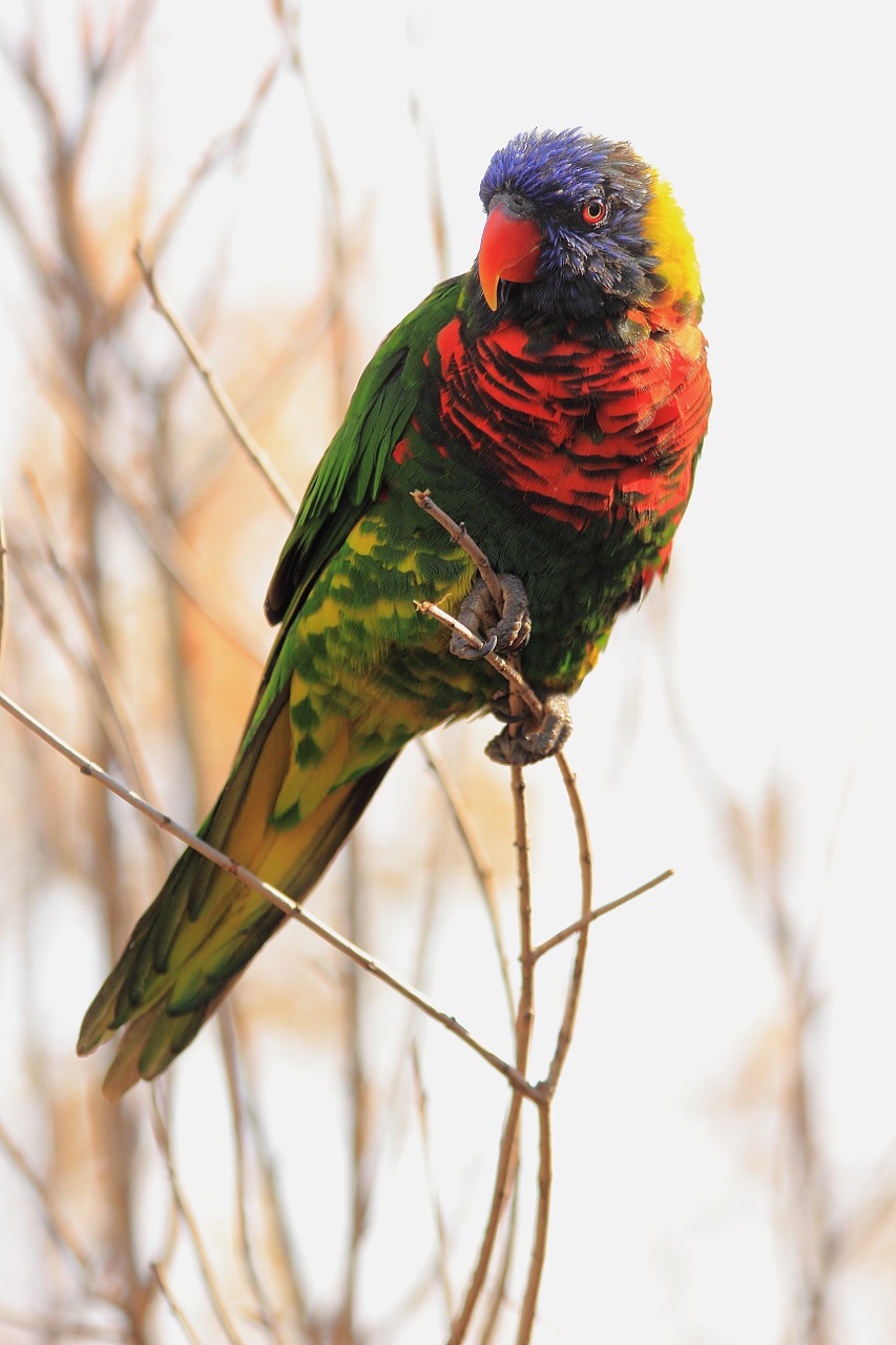 Lorikeet, Papūga, Paukštis, Gamta, Laukinė Gamta, Spalvinga, Žalias, Raudona, Geltona, Mėlynas