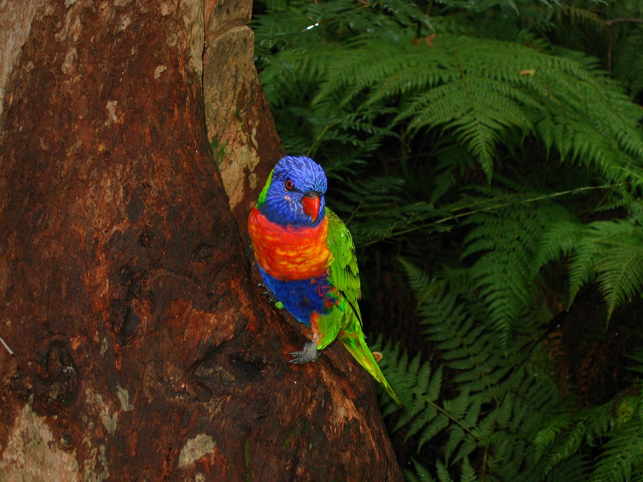 Lorikeet, Australia, Paukštis, Spalvinga, Atogrąžų Miškai, Spalvos, Papūga, Nemokamos Nuotraukos,  Nemokama Licenzija