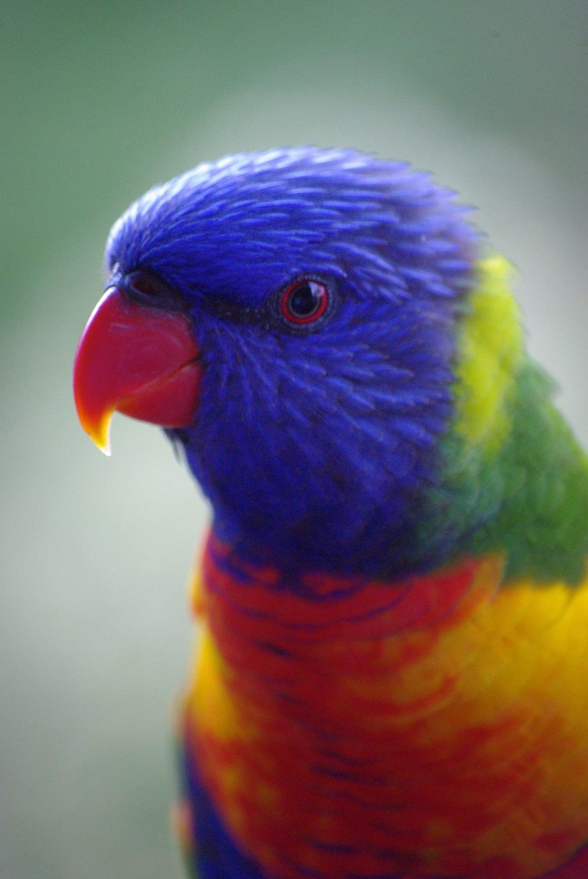 Lorikeets, Papūga, Paukštis, Gamta, Nemokamos Nuotraukos,  Nemokama Licenzija