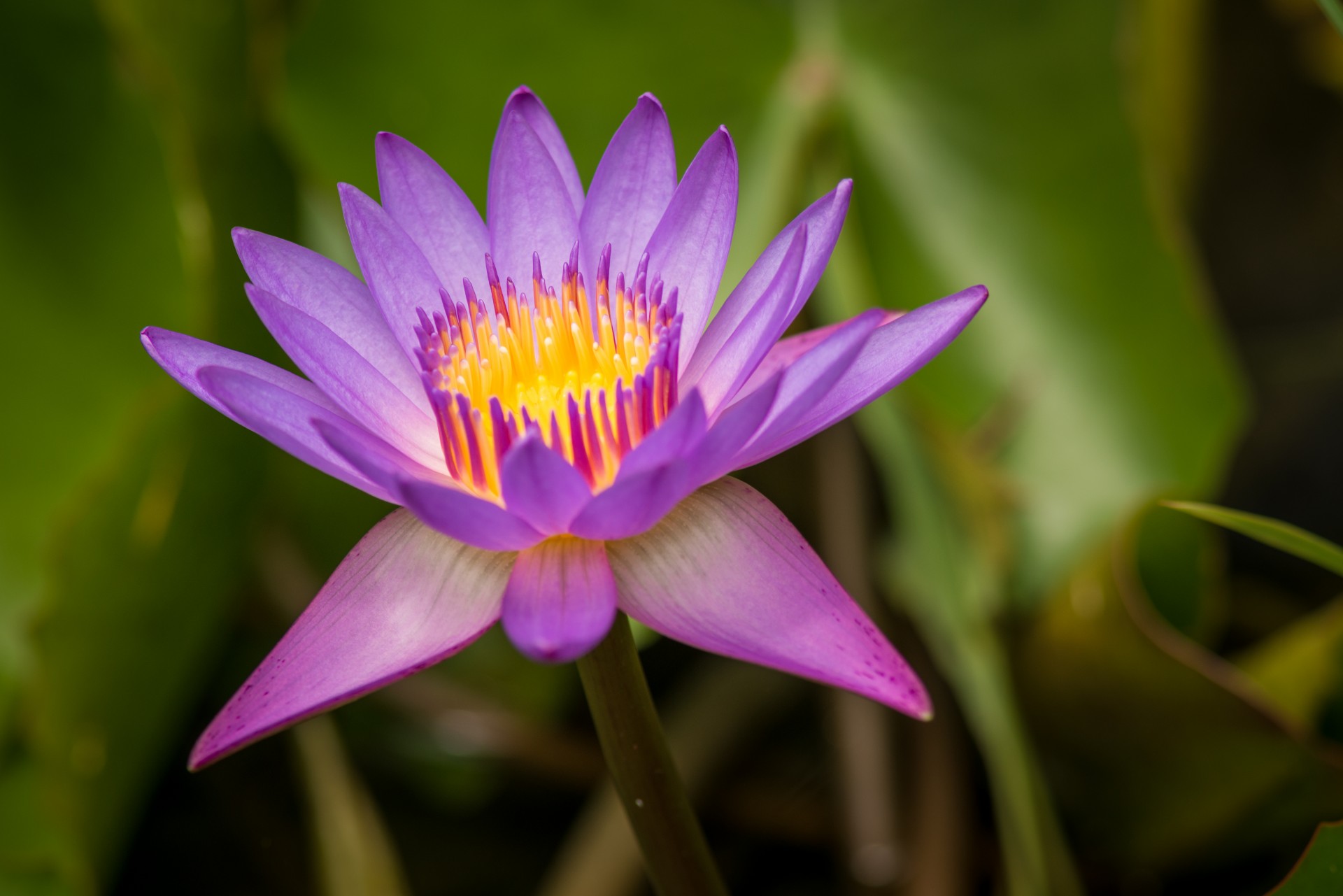 Lotus & Nbsp,  Gėlė,  Tailandas,  Gamta,  Vasara,  Rožinis,  Violetinė,  Vanduo,  Gražus,  Lotoso Gėlė