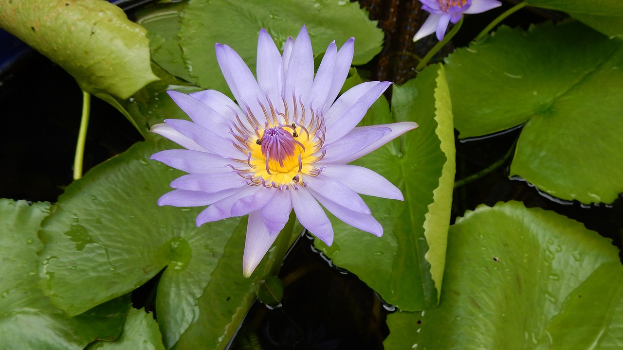 Lotosas, Lotuso Gėlė, Lotoso Žiedas, Vandens Gėlė, Vandens Augalas, Tailandas, Nemokamos Nuotraukos,  Nemokama Licenzija