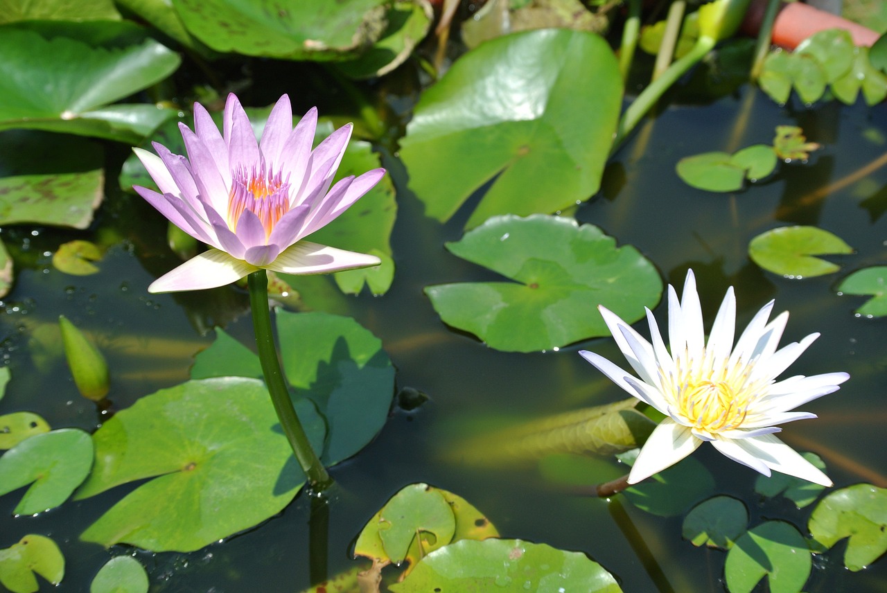 Lotosas, Nymphaea Alba, Nemokamos Nuotraukos,  Nemokama Licenzija