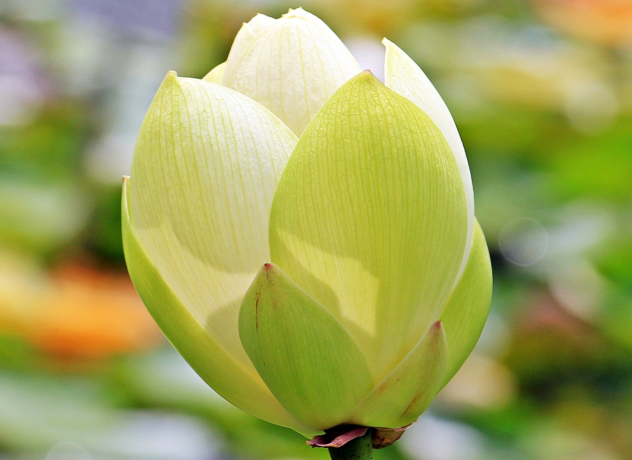 Lotosas, Lotuso Gėlė, Lotoso Žiedas, Nelumbo, Vandens Lelija, Nuphar Lutea, Vandens Augalas, Žiedas, Žydėti, Tvenkinys