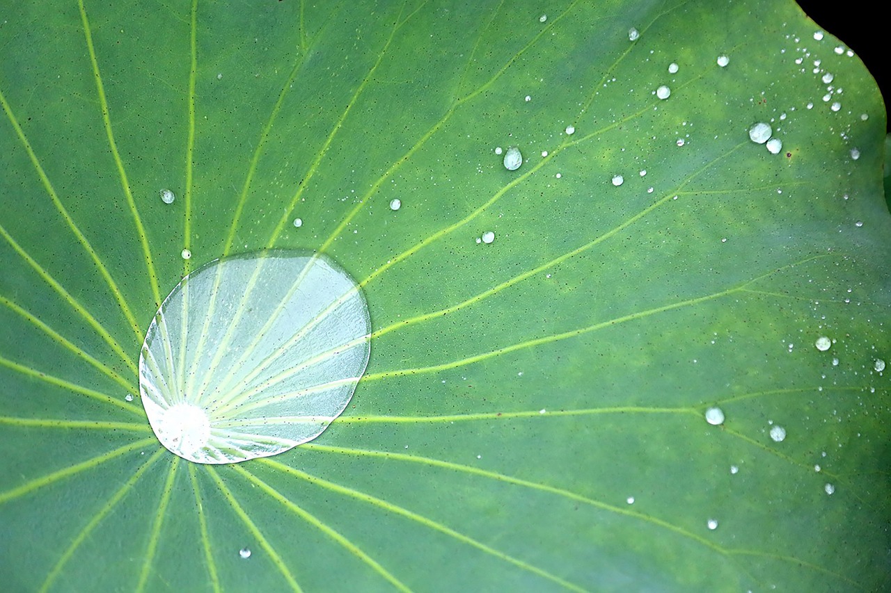 Lotosas, Augalas, Lotoso Lapai, Nelumbo Nucifera Lapai, Nemokamos Nuotraukos,  Nemokama Licenzija